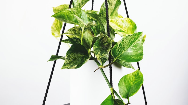 英格兰足球超级联赛Premier League激烈对抗直播